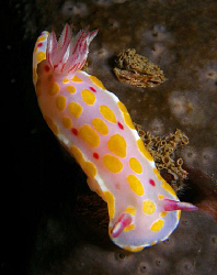 Ceratosoma amoena, Bare Island by Doug Anderson 